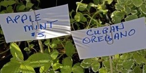 Fresh herbs and produce at Palafox Market, including apple mint and Cuban oregano.