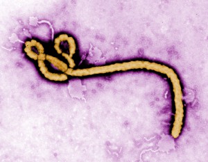 Viral Vaccination: Ebola