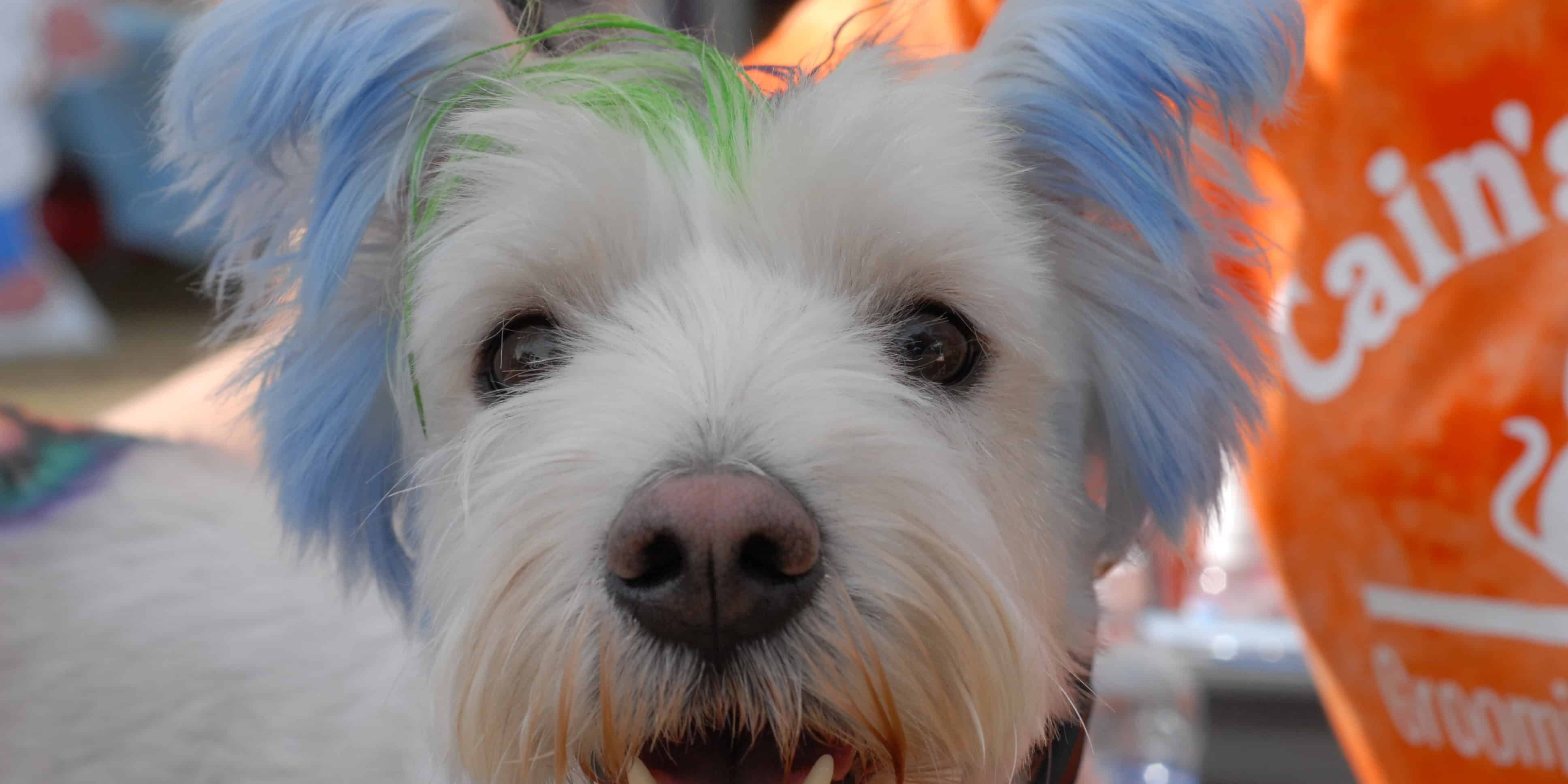 Dog with colorful ears at Barktoberfest event in Seville.