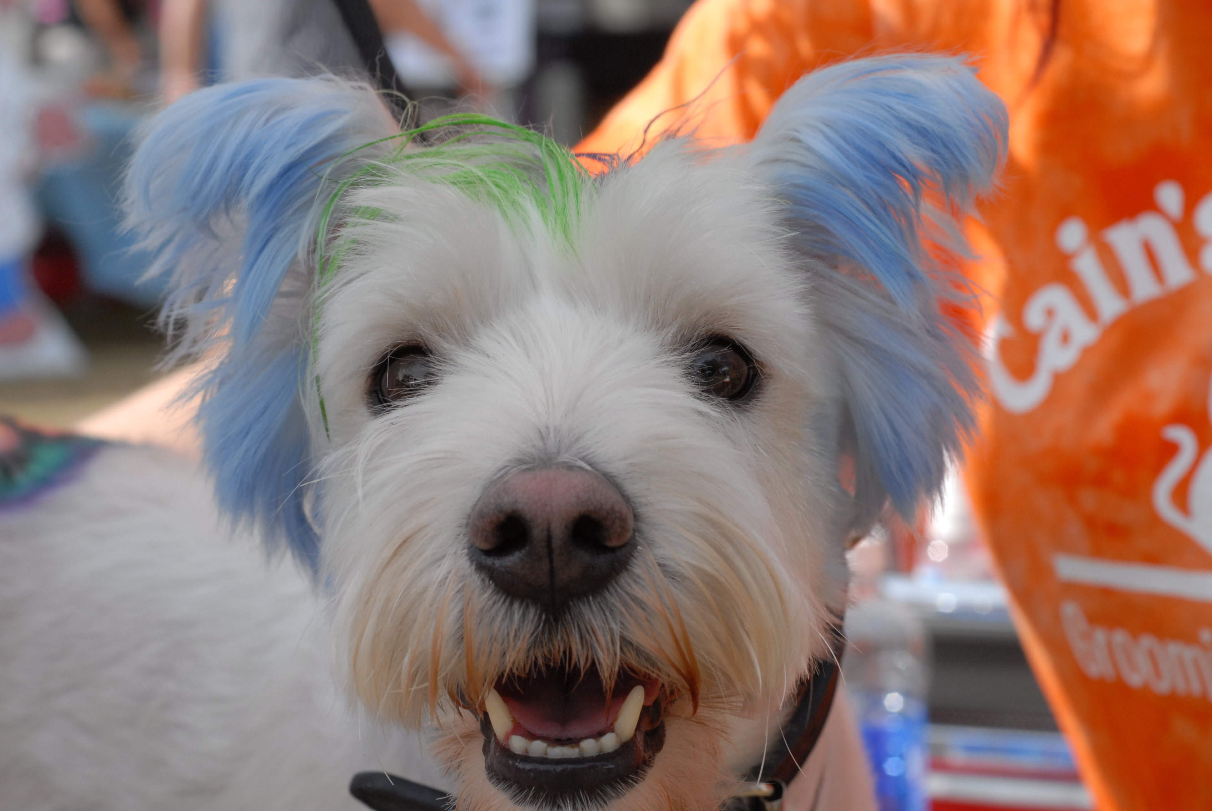 Locals and Their Pets Flock to Seville for Annual Barktoberfest