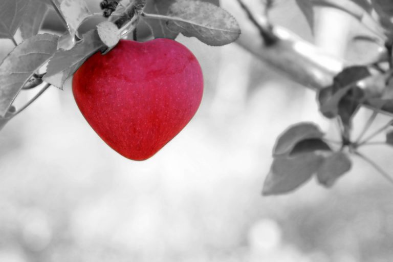 Bright red apple hanging on a tree branch, emphasizing fresh fruit and seasonal themes.