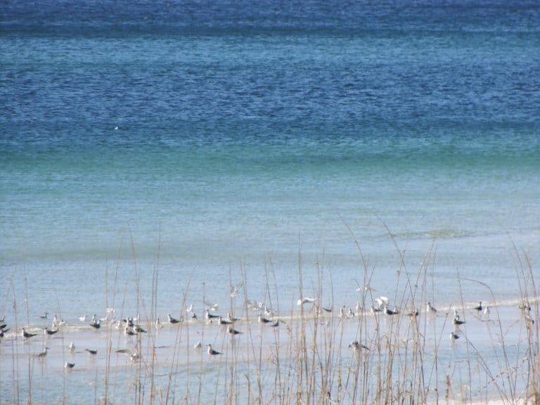 Seagulls resting on the beach as gentle waves lap the shoreline, highlighting local beach environmen.