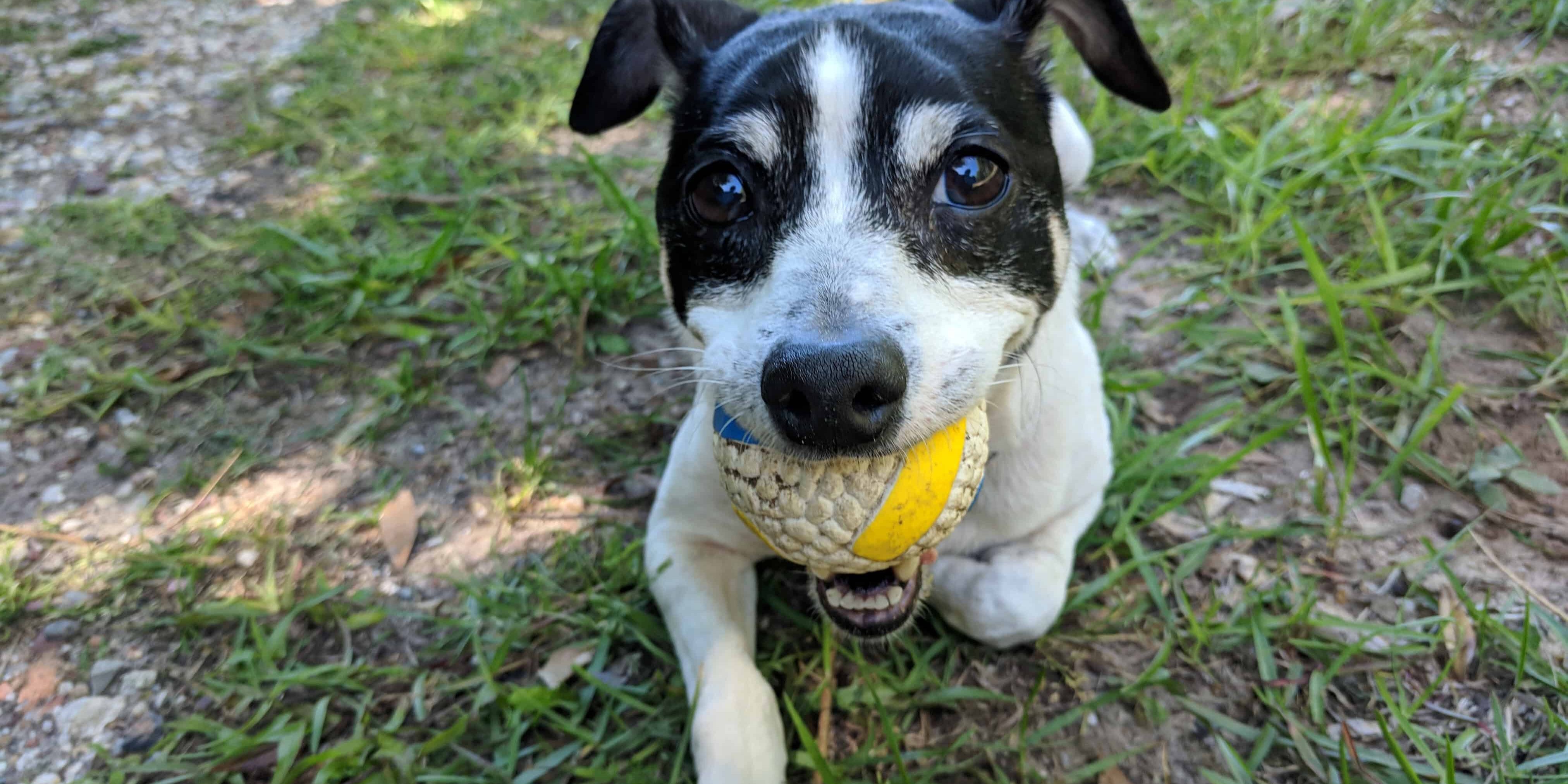 Dog playing fetch with a ball in a grassy yard.
