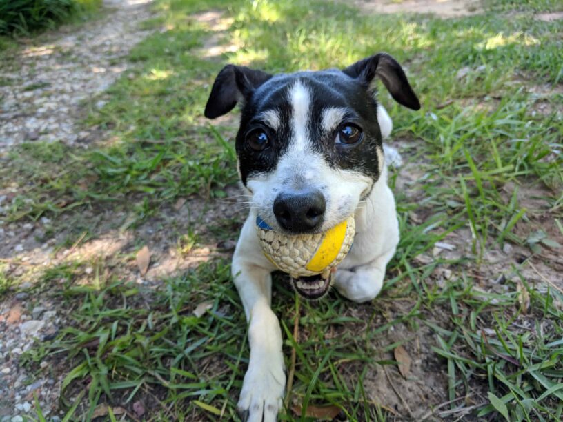Cute Jack Russell Terrier with a ball in its mouth outdoors. Dog playing fetch with a ball in a grassy yard.