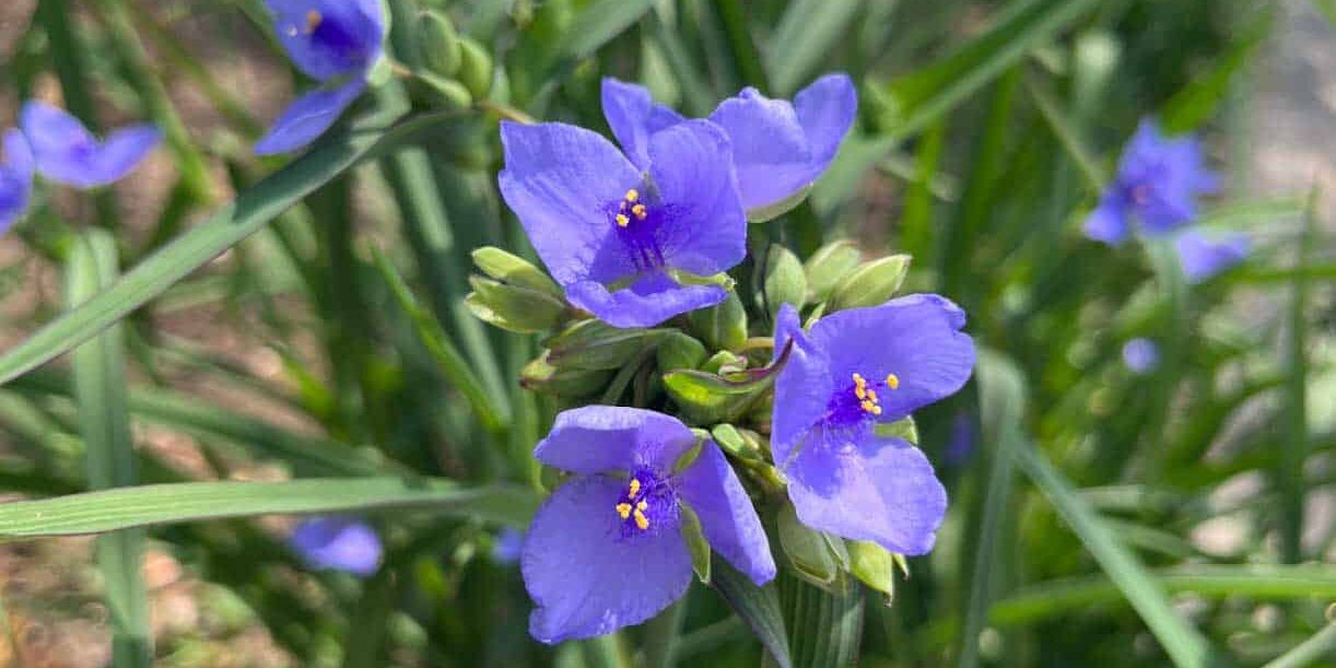 Blue wildflowers blooming in Pensacola springtime landscape.