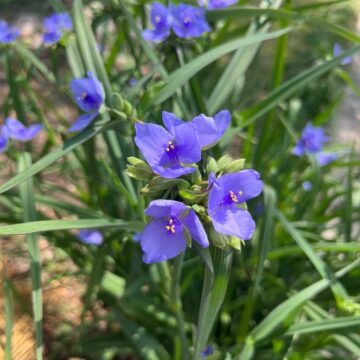 Spring Has Sprung: Searching for Wildflowers in Pensacola