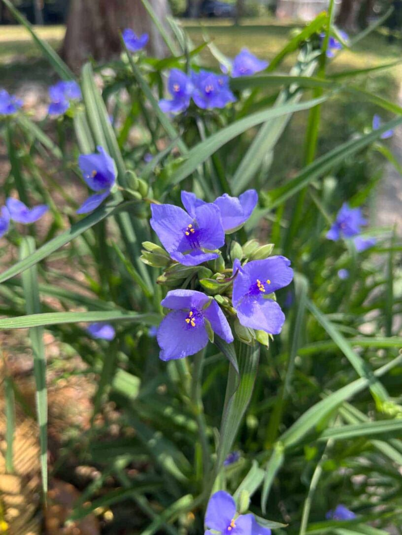 Spring Wildflowers in Pensacola Blue wildflowers blooming in Pensacola springtime landscape.