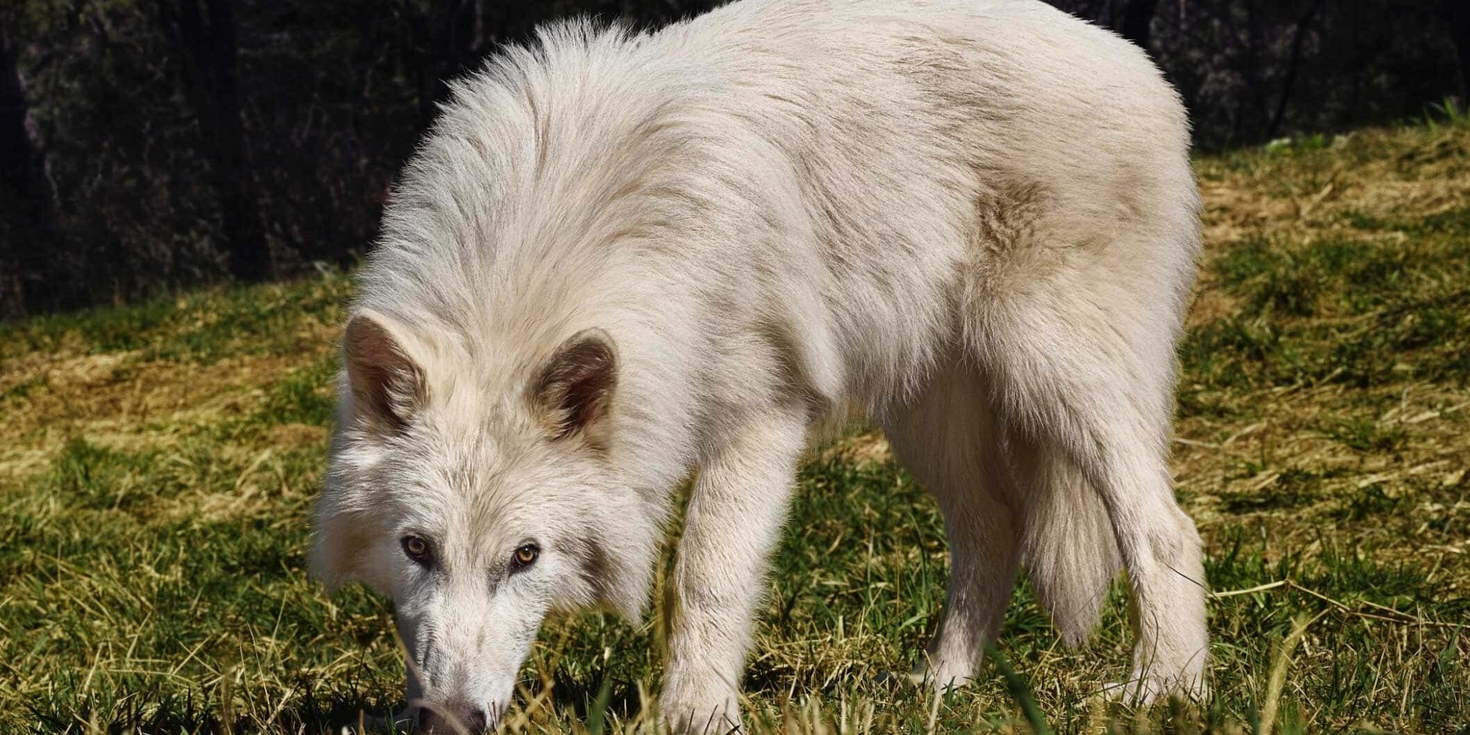 Pale white dire wolf in grassy field, forest background.