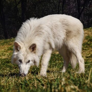 The De-Extinction of Dire Wolves: Colossal Success or Dire Mistake?