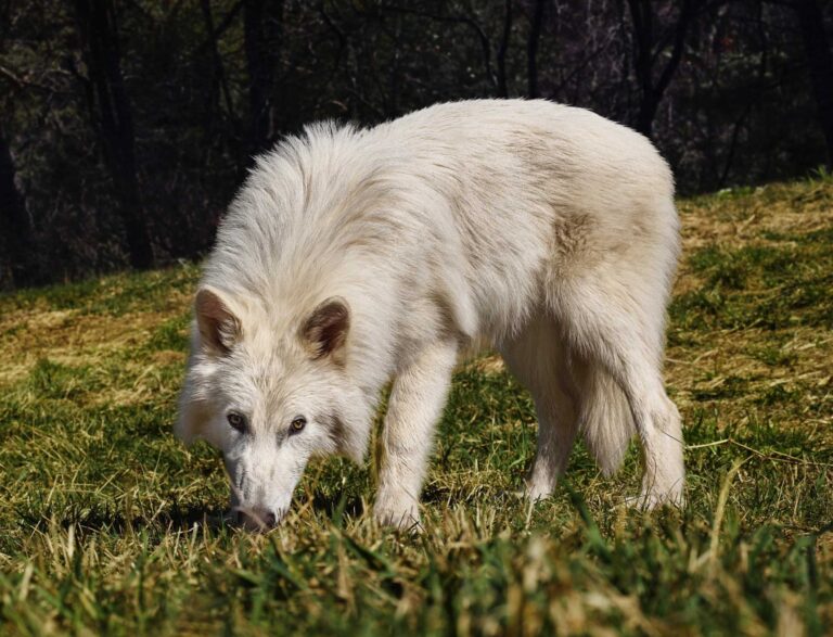 Pale white dire wolf in grassy field, forest background.