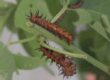 Close-up of orange and black caterpillars with spines on plant stems.