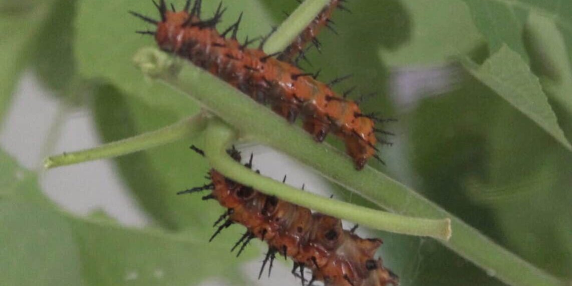 Close-up of orange and black caterpillars with spines on plant stems.