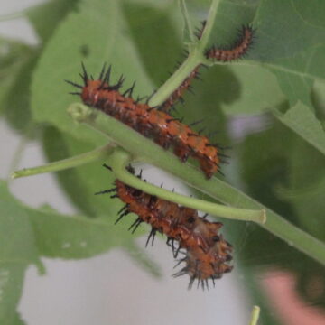 The Buzz about Butterflies, Bats, and Bee-yond The Buzz about Butterflies, Bats, and Bee-yond