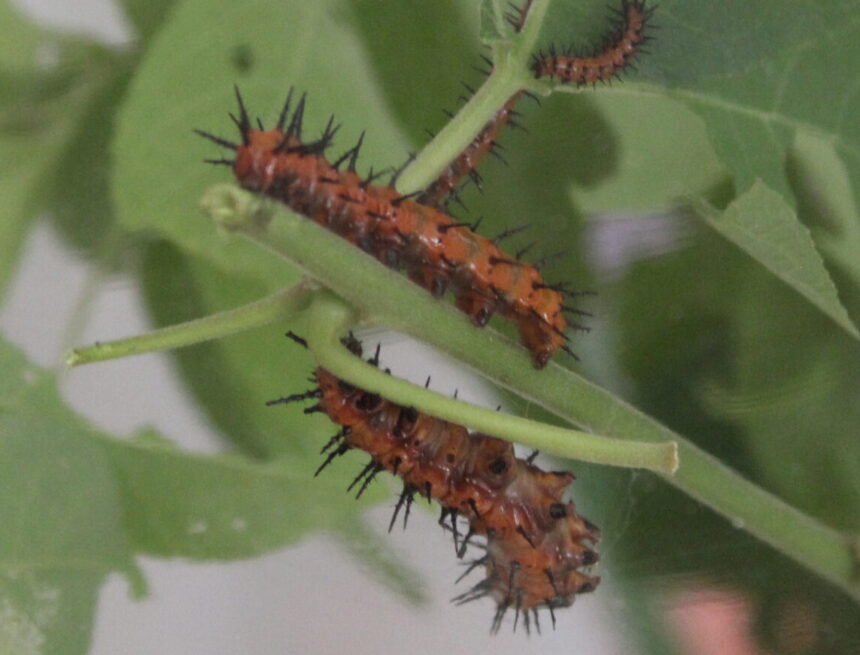 The Buzz about Butterflies, Bats, and Bee-yond The Buzz about Butterflies, Bats, and Bee-yond