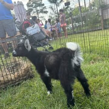 Fun on the Farm: The BarnYard welcomes new arrivals