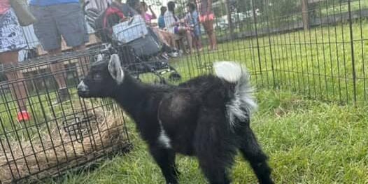 Baby goat exploring the farm enclosure with visitors in the background.