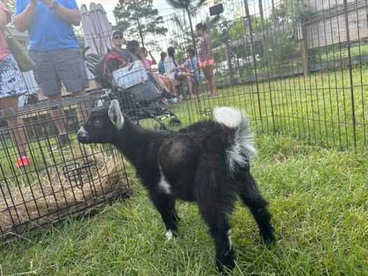 Fun on the Farm: The BarnYard welcomes new arrivals Fun on the Farm: The BarnYard welcomes new arrivals