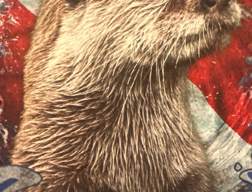 Meet Splash! Meet Splash!