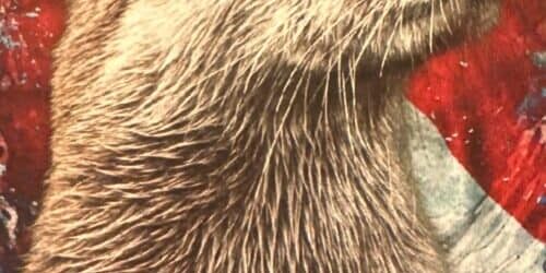 Adorable otter named Splash from Peace River K9 SAR team.